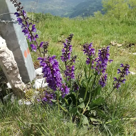 Il Sanco *